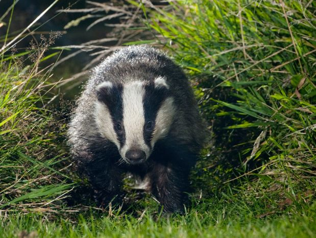 New badger cull imminent